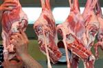 روزانه ۳۰۰ تن گوشت گرم وارداتی توزیع می‌شود