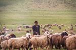 تنش آبی به مناطق کوهستانی جنوب کرمان رسید؛دولت با تانکر به عشایر و دام آبرسانی می‌کند