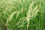 کشت برنج در برخی از استان ها ممنوع شد