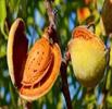 بادام یک مکمل عالی برای رژیم کاهش وزن است