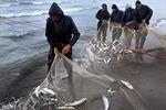 صید ماهیان استخوانی در آب های شمال ۶۶ درصد افزایش یافت