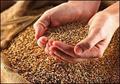 کشف انبار گندم احتکار شده به ارزش ۵۵۵ میلیارد تومان