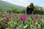 آمار ۱۰ماهه صادرات گیاهان دارویی؛ رشد ۱۰ درصدی صادرات گیاهان دارویی پرورشی