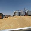 تاکنون بیش از سه میلیون تن گندم تحویل سیلوها شده است