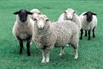 توقف اجرای طرح ایجاد نژاد گوسفند چند قلوزا و بی‌دنبه به‌علت کمبود اعتبار
