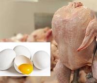 کاهش قیمت مرغ و تخم‌‌مرغ‌/‌ ضرورت حمایت از مرغ‌داران جهت مدیریت تقاضای آینده