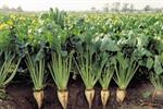 خوزستان مقام نخست تولید گندم و چغندرقند پائیزه را دارد