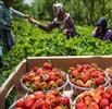 درآمد ۱۴۱ میلیارد تومانی برای توت فرنگی کاران گیلانی