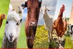 موافقت بانک عامل با امهال تسهیلات دریافتی دامداری‌ و مرغداری