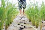 دام دلالان برای برنجکاران/ کشاورزانی که سرایدار ویلای زمین خود می‌شوند