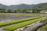 واردات برنج بیش از نیاز بازار داخل به کشاورزان فشار مضاعف وارد می‌کند
