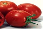 کاهش مجدد عوارض صادراتی گوجه