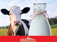 تولید حدود ۲ میلیون‌ تن شیر گاو در بهار امسال