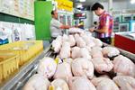 ۱۴۰ میلیون جوجه‌ریزی در شهریور برای تامین گوشت مرغ کشور/ کاهش قیمت گوشت در بازار