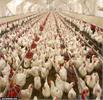 ایران در دولت سیزدهم از کشور واردکننده به کشور صادر کننده مرغ تبدیل شد