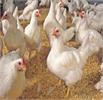 کاهش ۱.۴ درصدی شاخص قیمت تولیدکننده مرغداری‌های صنعتی