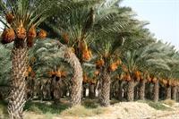 دست دلالان خرمای ریگان کوتاه می شود