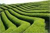 لزوم تجدید نظر در نرخ خرید برگ سبز چای