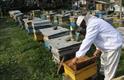 «گرانی» زنبورها را نیز از کوچ بازداشت| زهر مشکلات از زبان تولیدکنندگان عسل