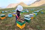 گرانی تجهیزات صنعت زنبورداری و کاهش ۷۰ درصدی تقاضا ظرف یکسال