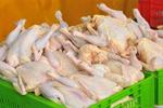 حداکثر مصرف مرغ در سطح کشور ۸ هزار تن است