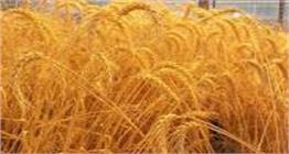 Iran’s Wheat Export 7 Folded