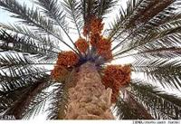 ردیابی مرگبارترین آفت نخل خرما در خرمشهر