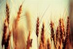 اجرای طرح تولید پایدار گندم برای تامین ۱۳.۵ میلیون تن محصول