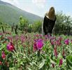 عمده مراکز فرآوری گیاهان دارویی در مشهد است