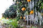 کشاورزان و باغداران هشدار‌های سرمای هوا را جدی بگیرند
