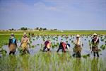 پتانسیل خودکفایی ۱۰۰ درصدی برنج در کشور وجود دارد