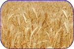 قیمت گندم باید ۲۰ تا ۲۵ هزار تومان باشد/رئیس بنیاد گندمکاران: مدافع کشاورزان هستیم