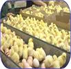 جوجه‌ریزی ماهانه ۱۱۰ میلیون قطعه، جوابگوی نیاز بازار مرغ است