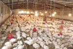 ۳۰ هزار تن گوشت سفید در مازندران تولید شد
