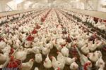 حرکت به سوی مصرف مرغ سایز در کشور/قیمت تحت کنترل است