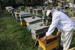 پیش‌بینی ایجاد ۴۷ زنجیره ارزش محصولات زنبور عسل در برنامه هفتم