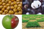۱۱۵ ارقام گیاهی و باغی جدید معرفی شد