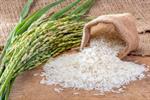 راه‌اندازی دفتر برنج ایران در روسیه، گام رو به جلو برای افزایش صادرات برنج مازندران