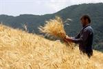 واردات گندم ۴۰ درصد کاهش می‌یابد