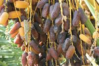 بخش خصوصی اولویت خرید توافقی محصول خرما در خوزستان