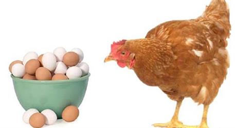 صدور مجوز صادرات تخم‌مرغ نطفه‌دار گوشتی و جوجه یک‌روزه گوشتی مازاد بر نیاز کشور