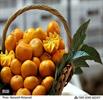 اظهارنامه‌های صادراتی مرکبات از مازندران ثبت شود