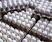 قیمت هرشانه تخم مرغ فله به ۲۵۰ هزارتومان رسید