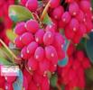 Fresh barberries harvest season in South Khorasan Province