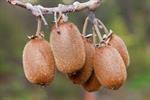 صادرات ۵۲۱۴ تن کیوی گیلان طی هفت روز