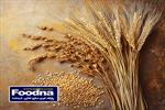 مدیریت واردات گندم و سیاست قرنطینه‌ای در سایه خرید تضمینی ۷ میلیون تنی—شفافیت و کنترل در خدمت امنیت غذایی ایران