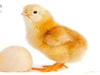 تولید جوجه یکروزه در کشور با کمبود مواجه نیست