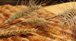 گندم در آستانه تصمیم بزرگ؛ واقعی‌سازی قیمت و زنگ خطر تورم نان
