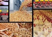 قیمت مصوب جدید نهاده‌های دامی، روغن و شکر خام اعلام شد