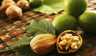 تداوم آیین سنتی برداشت گردو در هزارجریب بهشهر؛ درختانی که دو قرن ایستاده‌اند